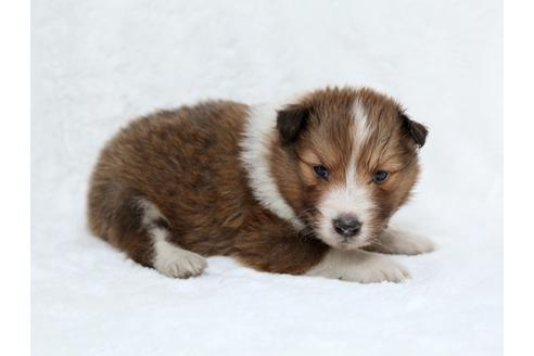 成約済の栃木県のシェットランドシープドッグ(シェルティ)-27549の3枚目