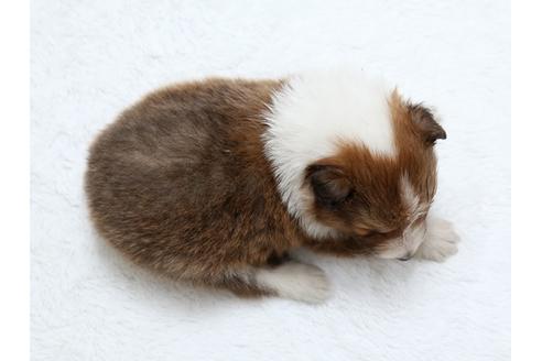 成約済の栃木県のシェットランドシープドッグ(シェルティ)-27549の4枚目