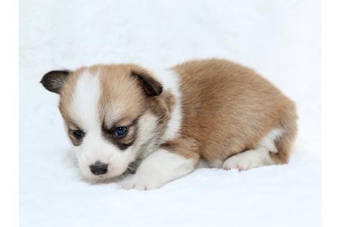 成約済の栃木県のウェルシュコーギーペンブローク-27550の2枚目