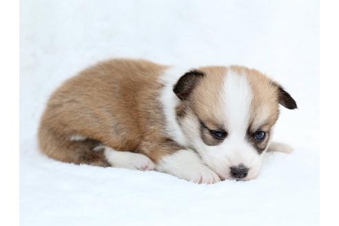 成約済の栃木県のウェルシュコーギーペンブローク-27550の3枚目