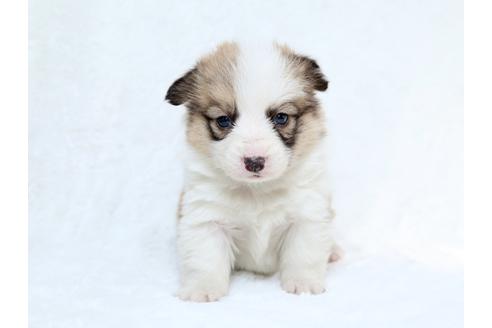 成約済の栃木県のウェルシュコーギーペンブローク-27551の1枚目