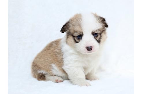 成約済の栃木県のウェルシュコーギーペンブローク-27551の3枚目