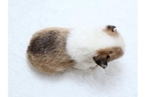 成約済の栃木県のウェルシュコーギーペンブローク-27551の4枚目