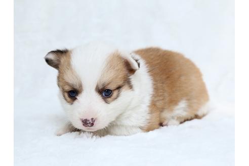 成約済の栃木県のウェルシュコーギーペンブローク-27552の4枚目