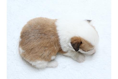 成約済の栃木県のウェルシュコーギーペンブローク-27552の2枚目
