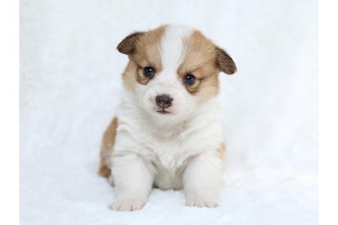 成約済の栃木県のウェルシュコーギーペンブローク-27553の1枚目