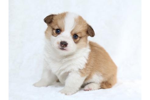 成約済の栃木県のウェルシュコーギーペンブローク-27553の2枚目