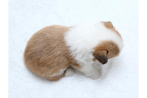 成約済の栃木県のウェルシュコーギーペンブローク-27553の4枚目