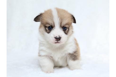 成約済の栃木県のウェルシュコーギーペンブローク-27554の2枚目