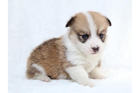 成約済の栃木県のウェルシュコーギーペンブローク-27554の3枚目