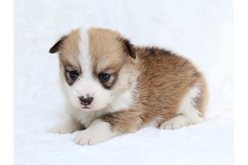 成約済の栃木県のウェルシュコーギーペンブローク-27554の4枚目