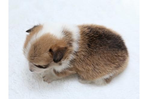成約済の栃木県のウェルシュコーギーペンブローク-27554の1枚目