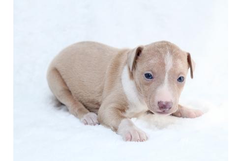 成約済の栃木県のイタリアングレーハウンド(イタグレ)-27555の1枚目