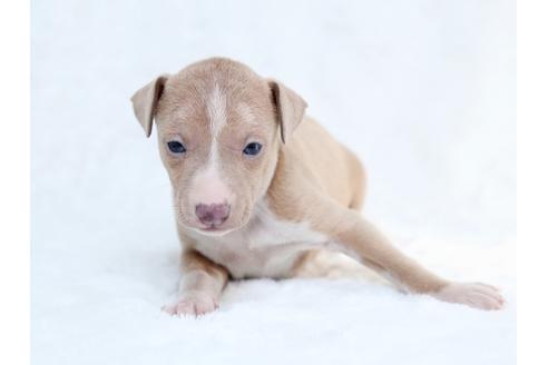 成約済の栃木県のイタリアングレーハウンド(イタグレ)-27555の3枚目