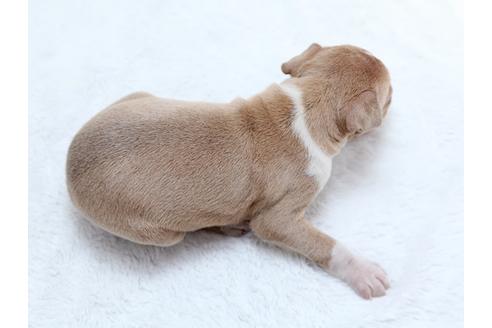 成約済の栃木県のイタリアングレーハウンド(イタグレ)-27555の4枚目