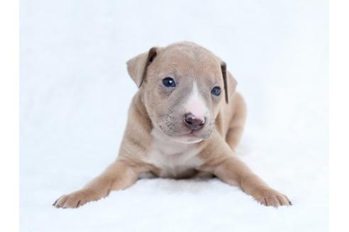 成約済の栃木県のイタリアングレーハウンド(イタグレ)-27556の1枚目