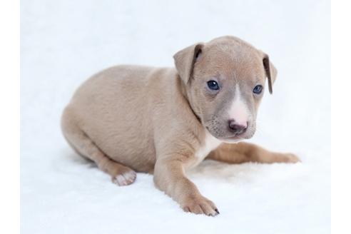 成約済の栃木県のイタリアングレーハウンド(イタグレ)-27556の3枚目