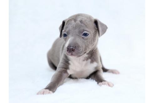 成約済の栃木県のイタリアングレーハウンド(イタグレ)-27557の1枚目