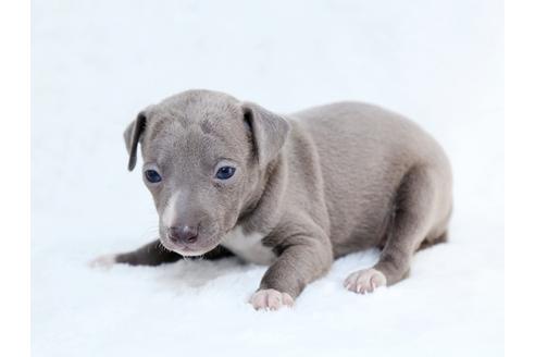 成約済の栃木県のイタリアングレーハウンド(イタグレ)-27557の2枚目