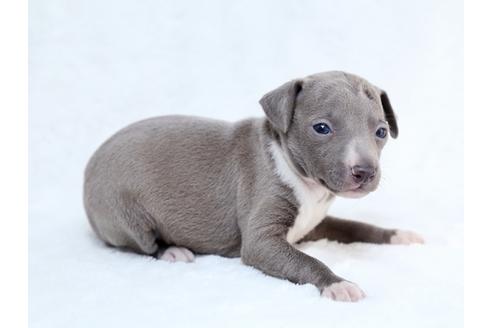 成約済の栃木県のイタリアングレーハウンド(イタグレ)-27557の3枚目