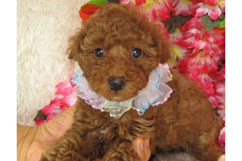 成約済の茨城県のトイプードル-27558の1枚目