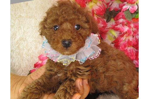 成約済の茨城県のトイプードル-27558の2枚目