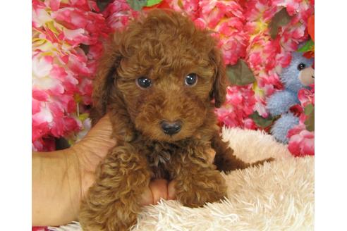 成約済の茨城県のトイプードル-27558の4枚目