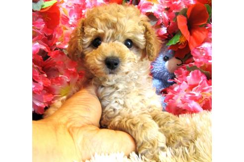 成約済の茨城県のトイプードル-27559の1枚目