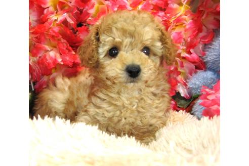 成約済の茨城県のトイプードル-27559の2枚目