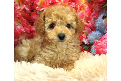 成約済の茨城県のトイプードル-27559の3枚目