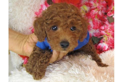 成約済の茨城県のトイプードル-27560の1枚目