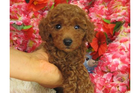 成約済の茨城県のトイプードル-27560の3枚目