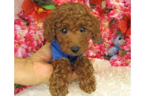 成約済の茨城県のトイプードル-27560の4枚目