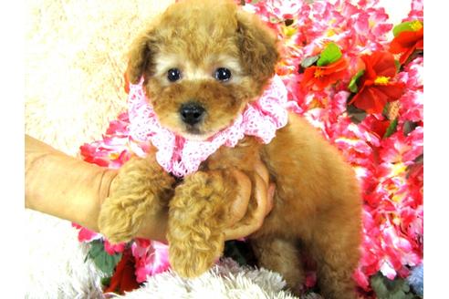 成約済の茨城県のトイプードル-27561の3枚目