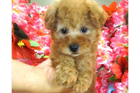 成約済の茨城県のトイプードル-27561の4枚目