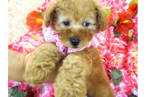 成約済の茨城県のトイプードル-27561の2枚目