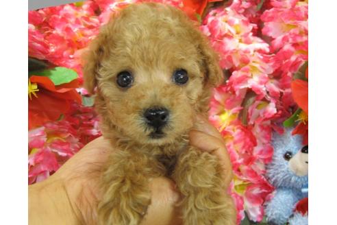 成約済の茨城県のトイプードル-27562の1枚目