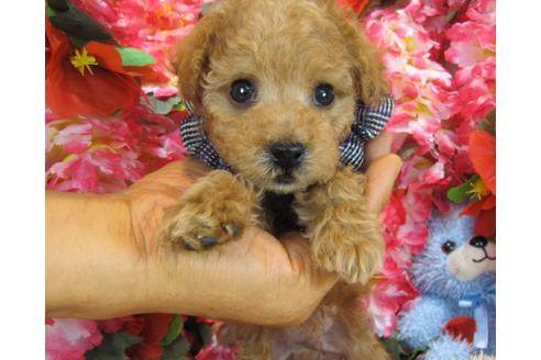 成約済の茨城県のトイプードル-27562の2枚目