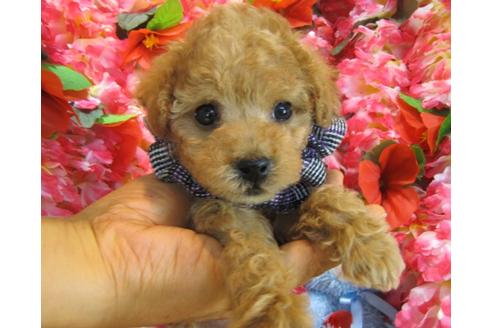 成約済の茨城県のトイプードル-27562の3枚目