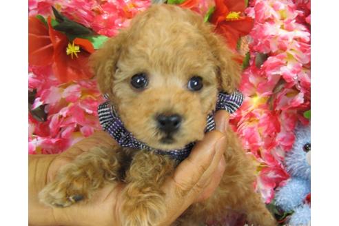 成約済の茨城県のトイプードル-27562の4枚目