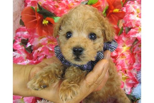 成約済の茨城県のトイプードル-27562の5枚目