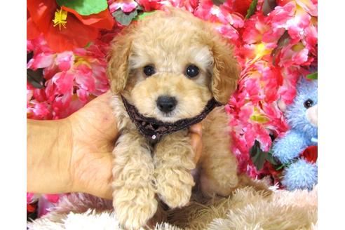 成約済の茨城県のトイプードル-27563の3枚目