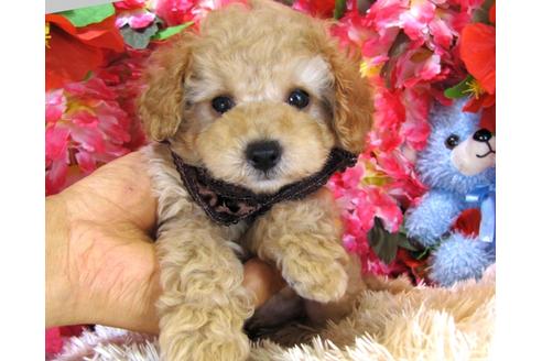 成約済の茨城県のトイプードル-27563の4枚目