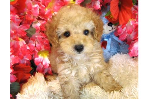 成約済の茨城県のトイプードル-27563の5枚目