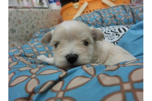 成約済の福岡県のミックス犬-27569の1枚目