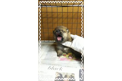 成約済の茨城県の柴犬-27334の2枚目