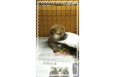 成約済の茨城県の柴犬-27334の1枚目