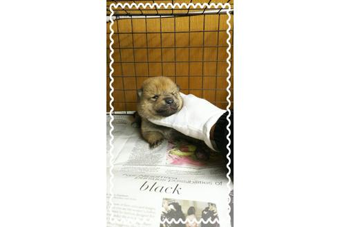 成約済の茨城県の柴犬-27333の2枚目