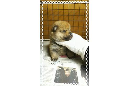 成約済の茨城県の柴犬-27333の1枚目