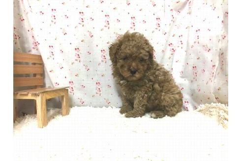 成約済の滋賀県のトイプードル-27588の2枚目